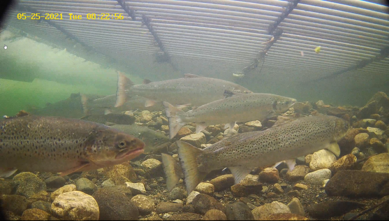 2021-05-25 08_24_48-Slik overvakar forskarane Etne-laksen _ Havforskningsinstituttet.png