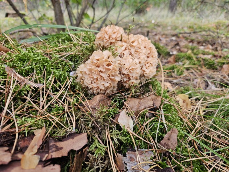 20231017_133831.jpg 20231017_133831.jpg