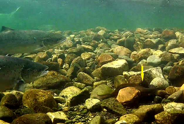 Aal Etne 26.06.21.1.png