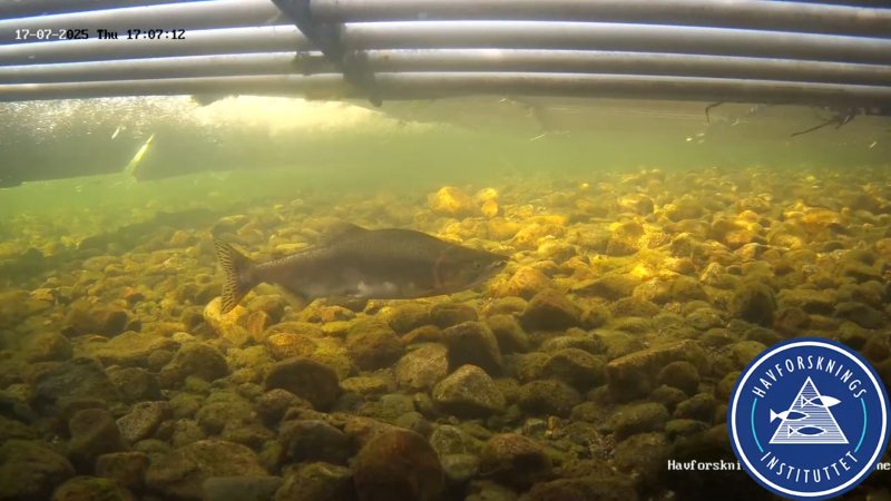 Buckellachs Etneelva.jpg