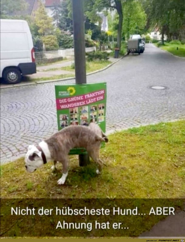 Der_Hund_schnallt_es.jpg