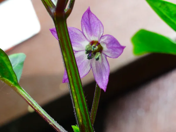 DSC02464.webp