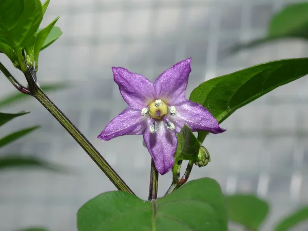 DSC02638.webp