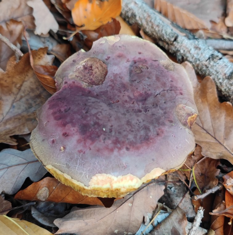 Echter Königsröhrling.jpg