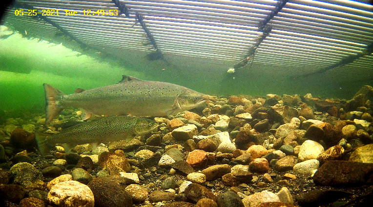 Etne Lachs 25.05.21.png