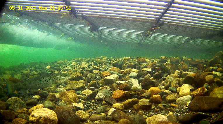 Etne Mefo 31.05.21.png