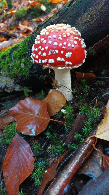 IMG-20251018-WA0005.jpeg