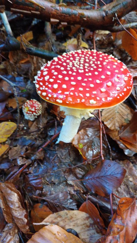 IMG-20251018-WA0007.jpeg