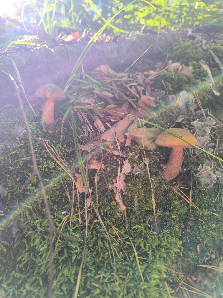 IMG_20260906_095642.webp