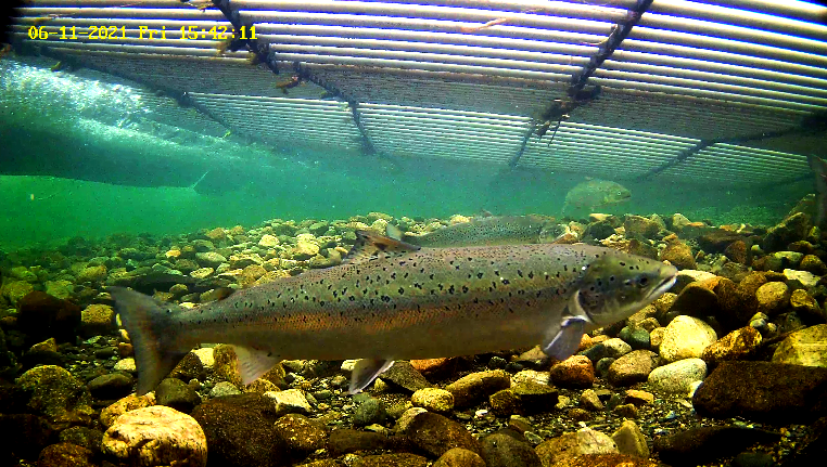 Lachs 2 Etne 11.06.21.png