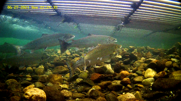 Lachs 2 Etne 27.06..png