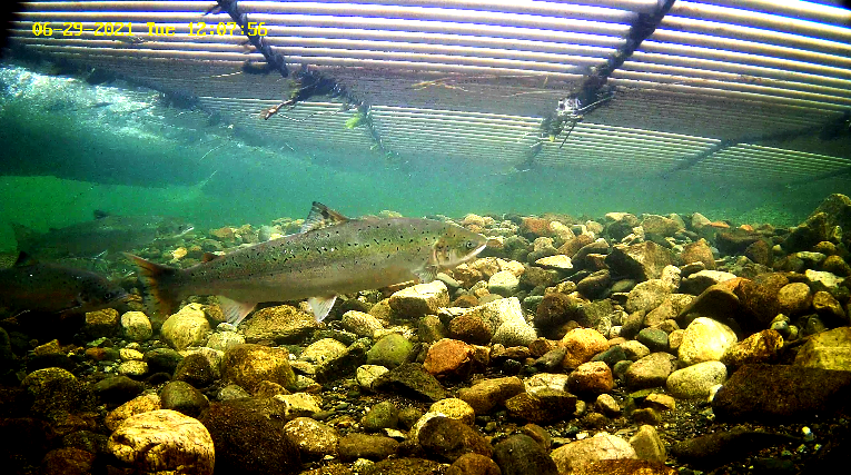 Lachs 2 Etne 29.06.21.png