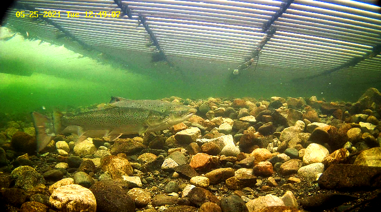 Lachs 25.05.21 Etne.png