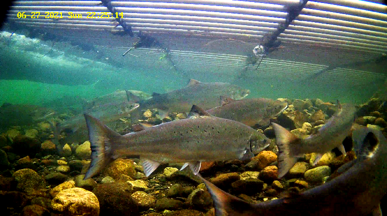 Lachs 3 Etne 27.06..png