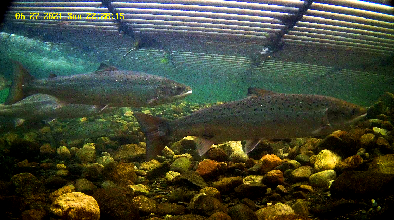 Lachs 4 Etne 27.06..png