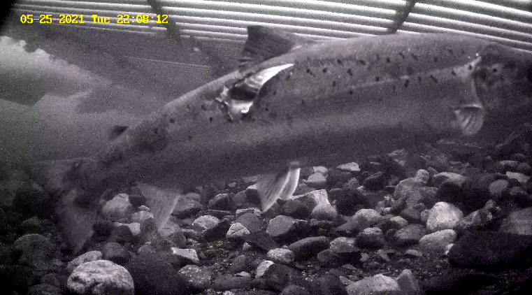 Lachs etne 25.05.21 Wunde.png