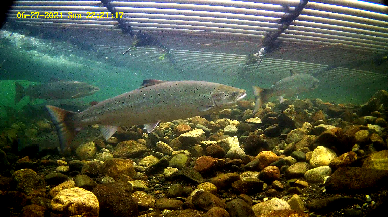 Lachs Etne 27.06..png