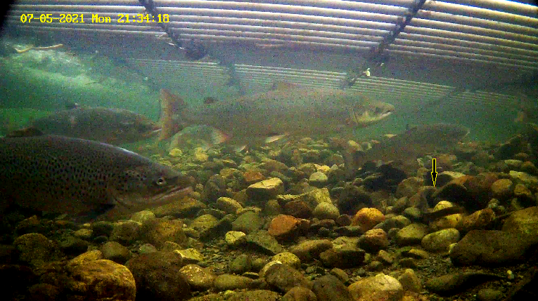 Laks 2 Etne 05.07.21.png