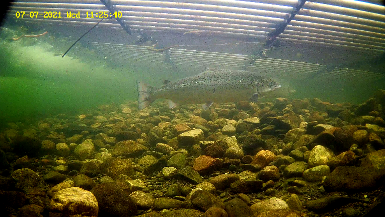 Laks 2 Etne 07.07.21.png