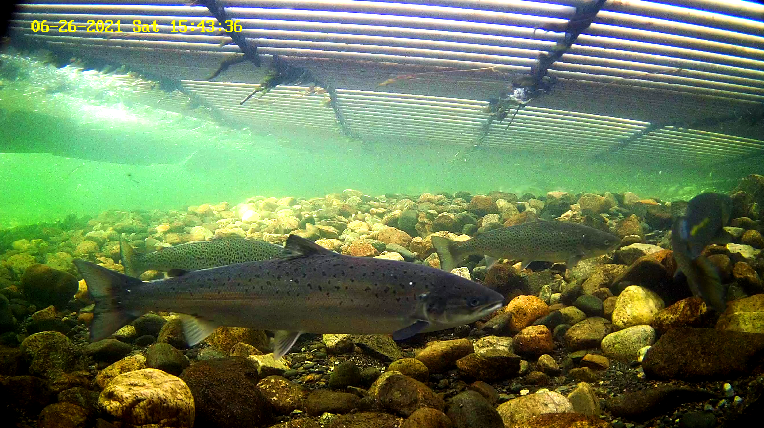 Laks 2 Etne 26.06.21.png