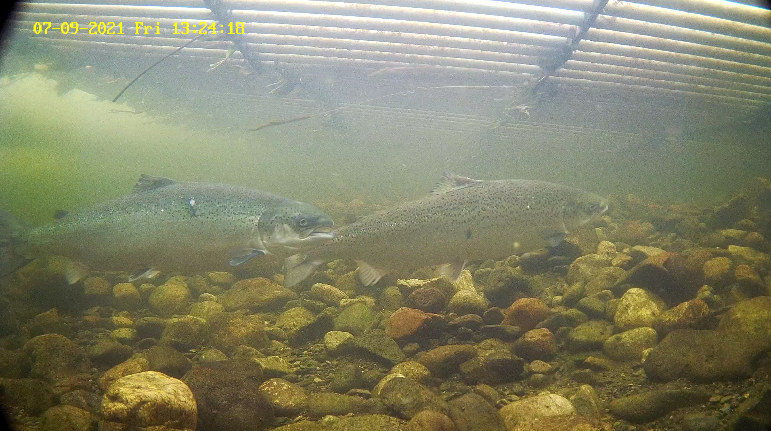 Laks 3 Etne 09.07.21.png