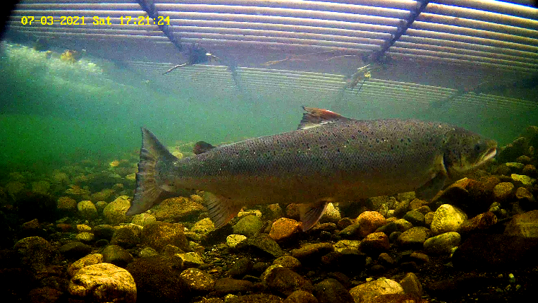 Laks 4 Etne 03.07.21.png