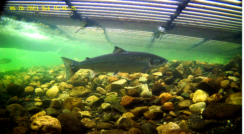 Laks 4 Etne 26.06.21.png