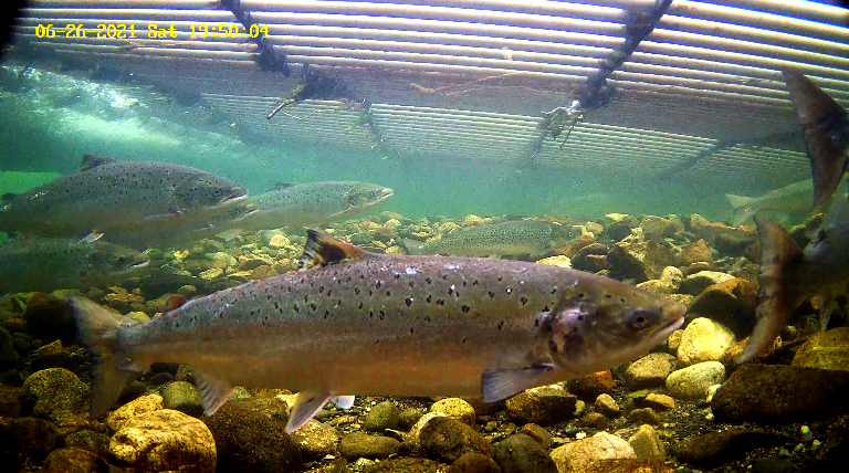 Laks 5 Etne 26.06.21.png