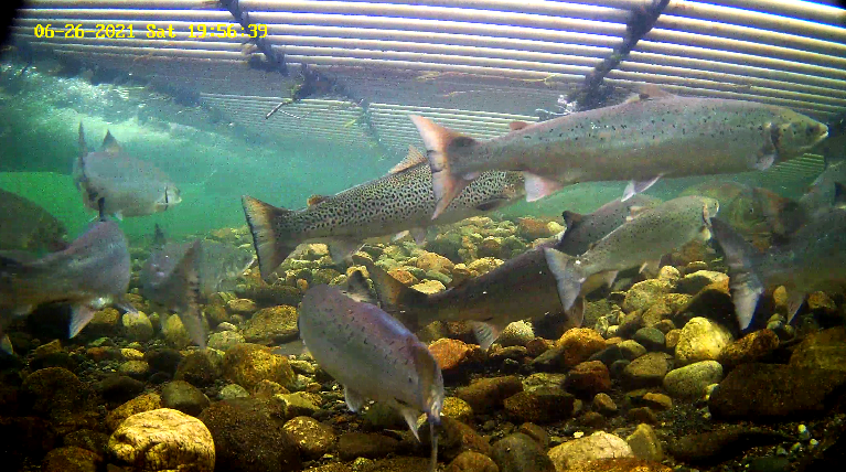 Laks 7 Etne 26.06.21.png