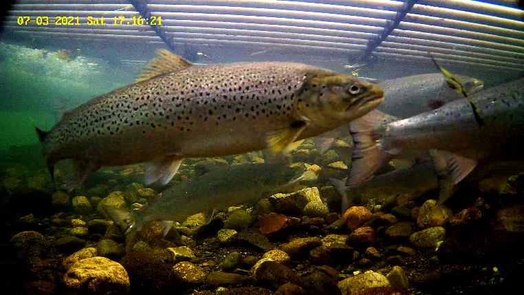 Laks Etne 03.07.21.png