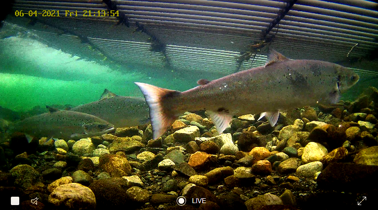 Laks Etne 04.06.21.png