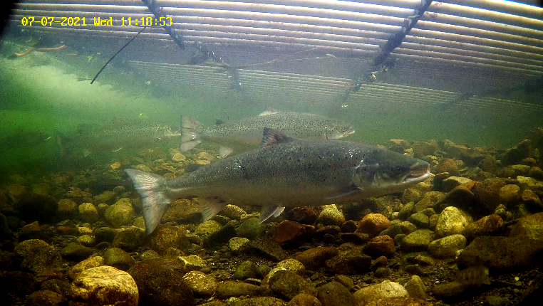 Laks Etne 07.07.21.png