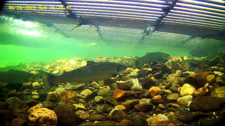 Laks Etne 26.06.21.png