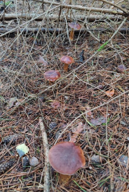 Maronen Röhrlinge.jpg