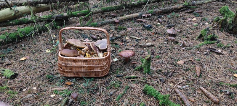 Maronen und Rötelritterlinge.jpg