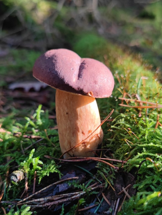 Maronenröhrling 2.jpg