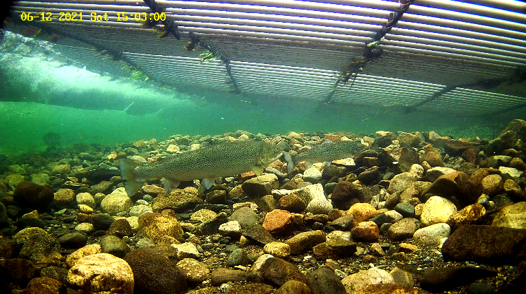 Mefo  2  12.06.21.png