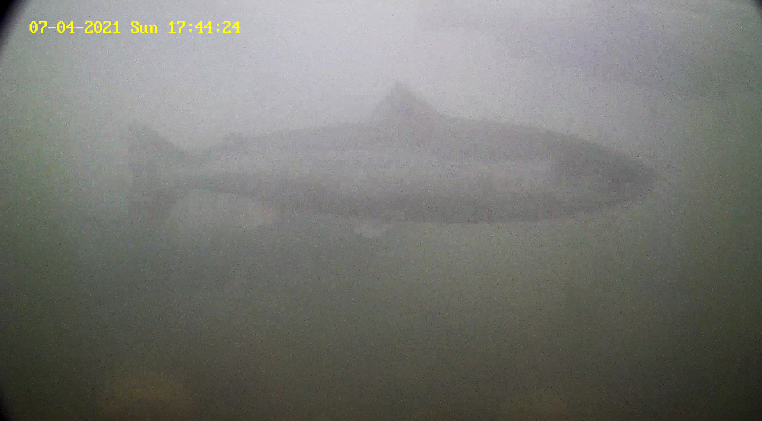 Mefo 2 Etne 04.07.21.png