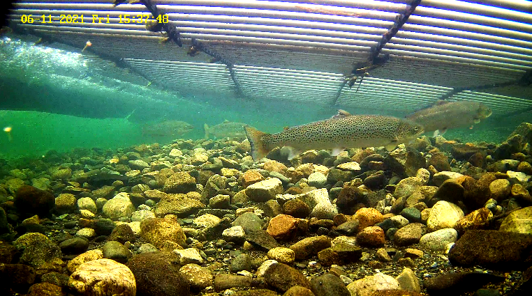 Mefo 2 Etne 11.06.21.png