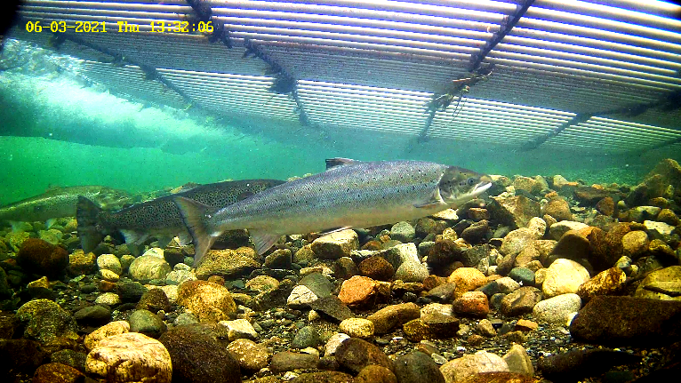 Mefo 3 Etne 03.06.21.png