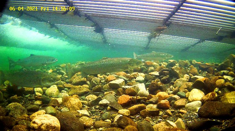 Mefo Etne 2 04.06.21.png