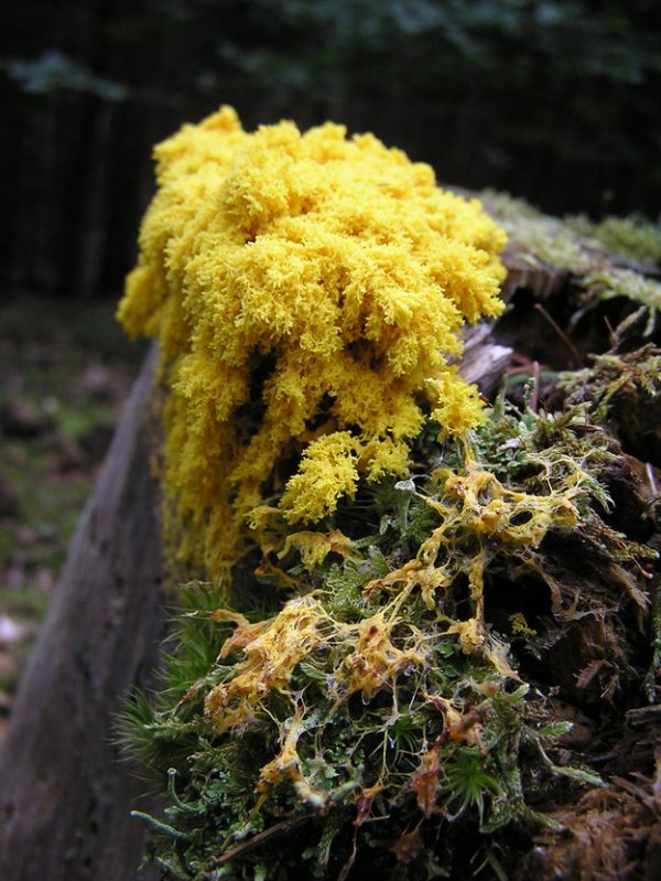 Pilz 05.jpg
