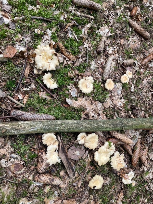 Pilz 22.jpg