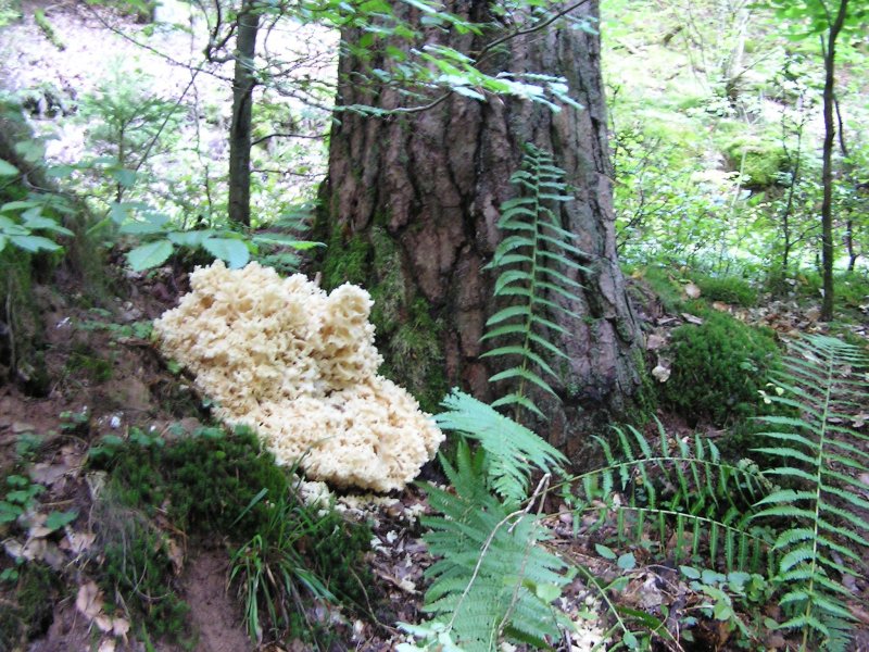 Pilz 23.jpg