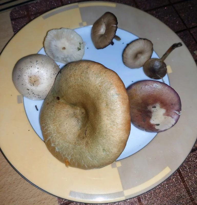 pilze im Garten-2.webp