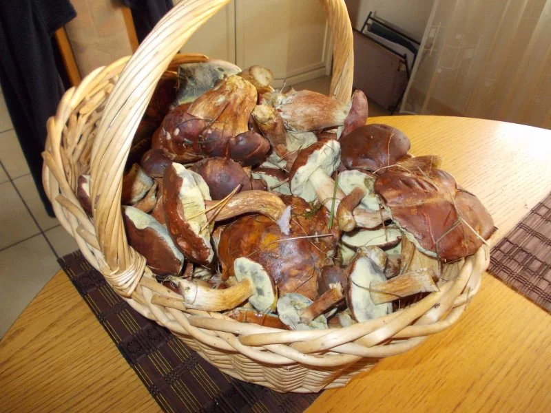 pilze oktober 002.webp