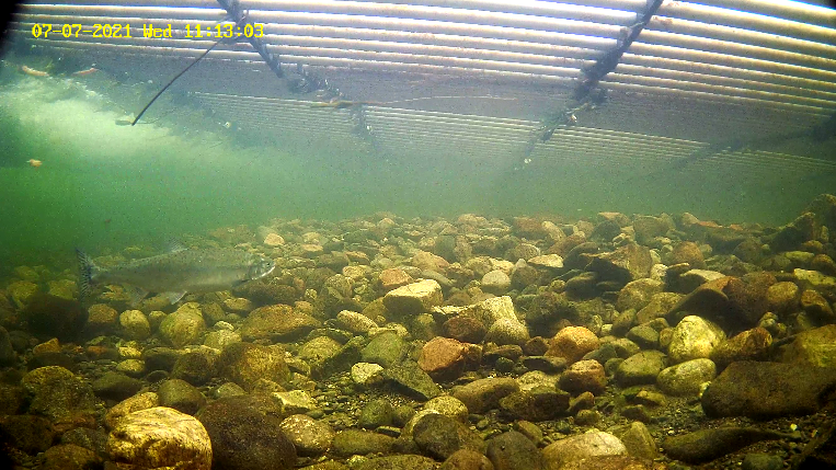 Pukkellaks 2 Etne 07.07.21.png