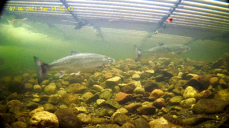 Pukkellaks 3 Etne 06.07.21.png