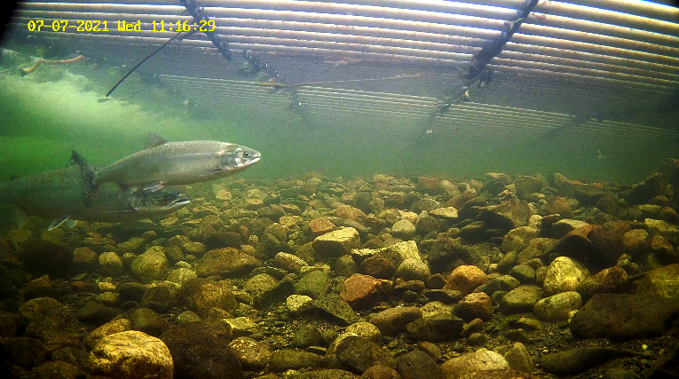 Pukkellaks 3 Etne 07.07.21.png