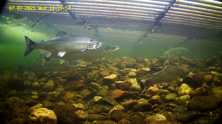 Pukkellaks 4 Etne 07.07.21.png